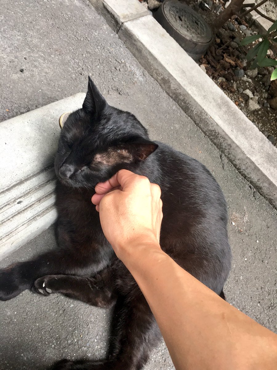 葦見川和哉 岩合さんの猫歩き映画観たいリストに入ってるけど マンションがペット禁止の身としては会社の横にお触り自由の猫 ちゃん 首輪してるからたぶん飼い猫 がいるのは恵まれている方だと思う 出社のタイミングとか昼休みにいたりするから癒されてる