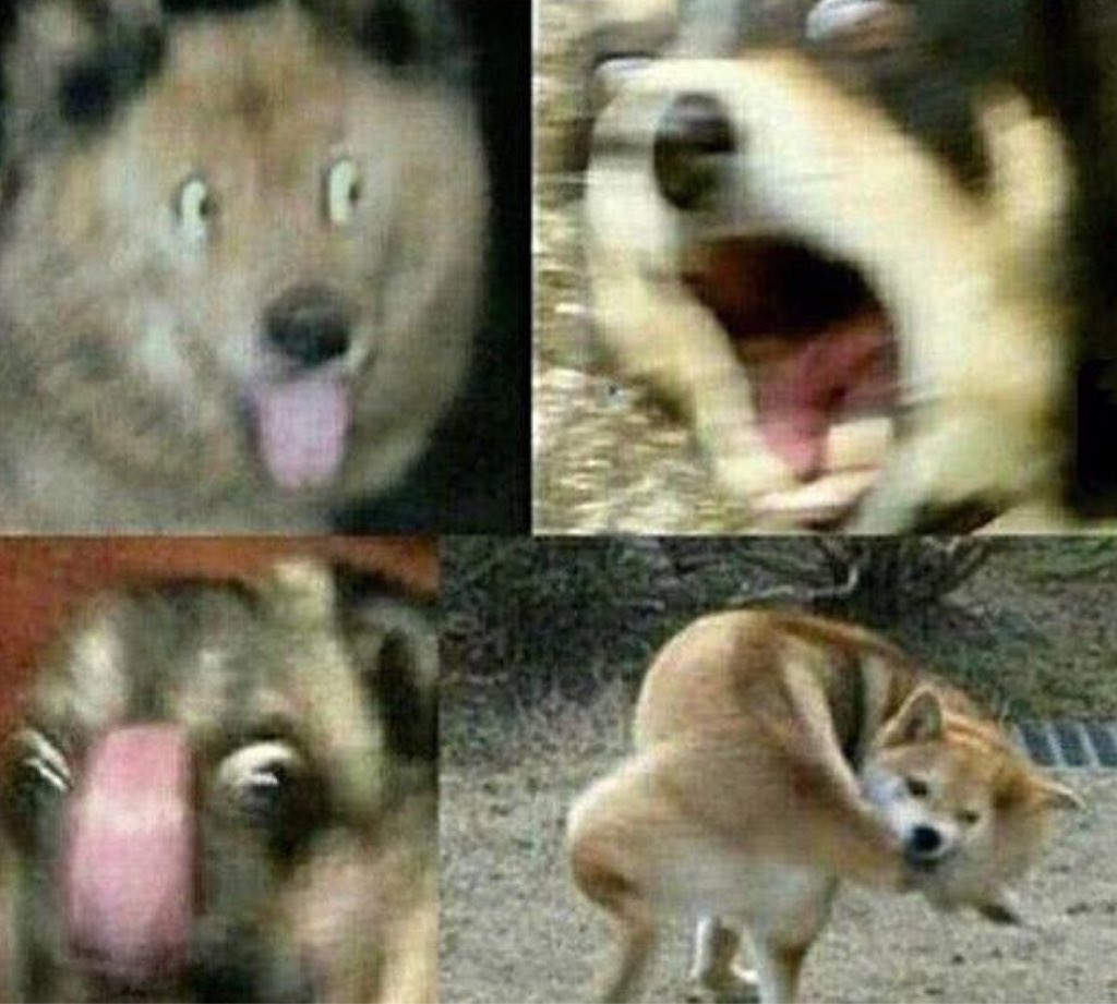 TypicalAnimals's tweet photo. Kiedy powiem swojemu psu, że idziemy na spacer: https://t.co/8HpgGT7Ym9