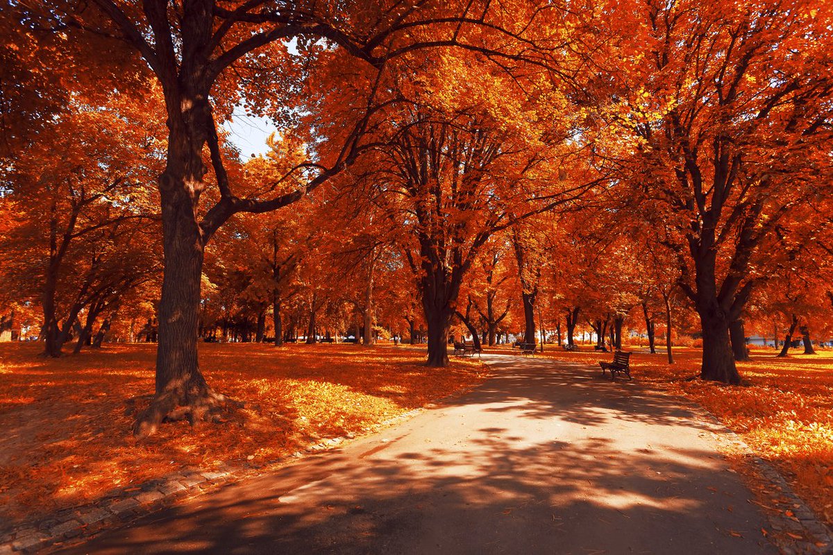 L'automne et ses magnifiques couleurs 🍂😍