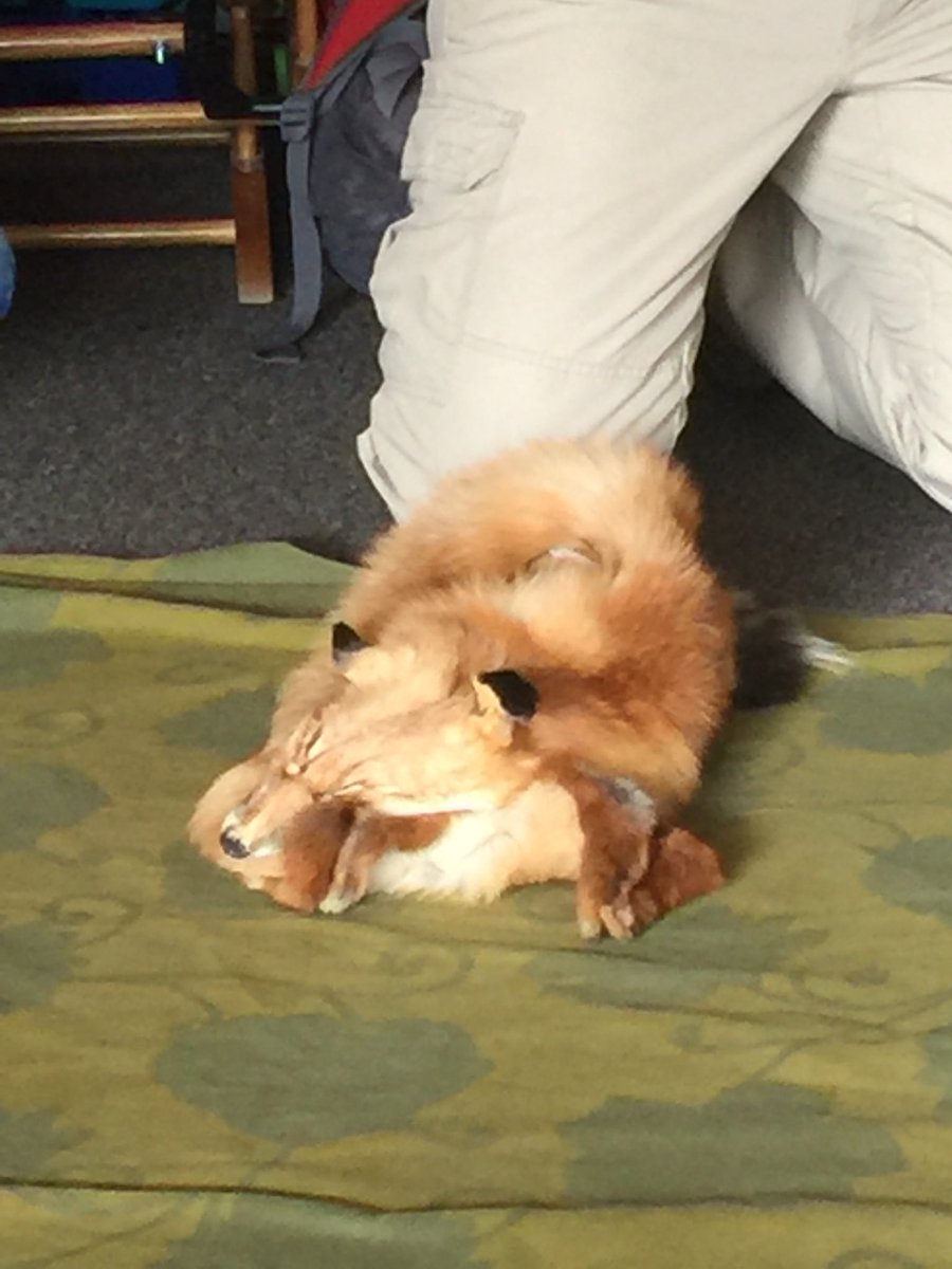 Mrs Shannon Price On Twitter Predators Have Eyes In The Front For Super Focus And Hunting Prey Have Eyes On The Side Of Their Head To Keep Watch Adaptations Https T Co Igmjrojige