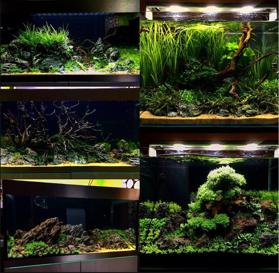 Toll, welche einzigartigen Scapes Aquascaper Adrie Baumann in unsere Highline Aquarien zaubert! bit.ly/2y3Stdx