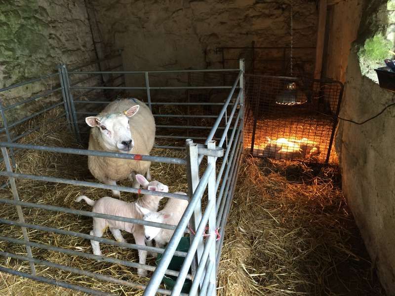 lamlacvolac's tweet photo. #TopTip3 to help you prepare for #Lambing18: Get housing facilities ready, including: lambing sheds &amp; pens, hospital &amp; isolation facilities https://t.co/IbHNkoQ85e