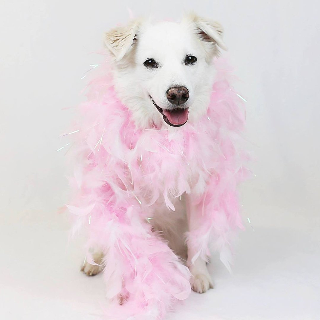 vargasmpls's tweet photo. Let's dress up to save some pups! Join us at The Fur Ball on Nov 3 to benefit Safe Hands - https://t.co/OopREbC64E https://t.co/1QcczvMVUj