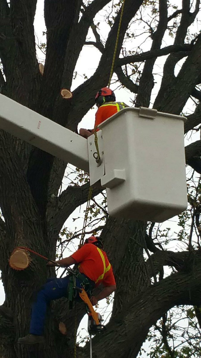 CLCTREESERVICES's tweet photo. Afraid of heights? Not our crew!
#arblife #arborists #treesurgeons #partmonkey https://t.co/32AkW9poK3