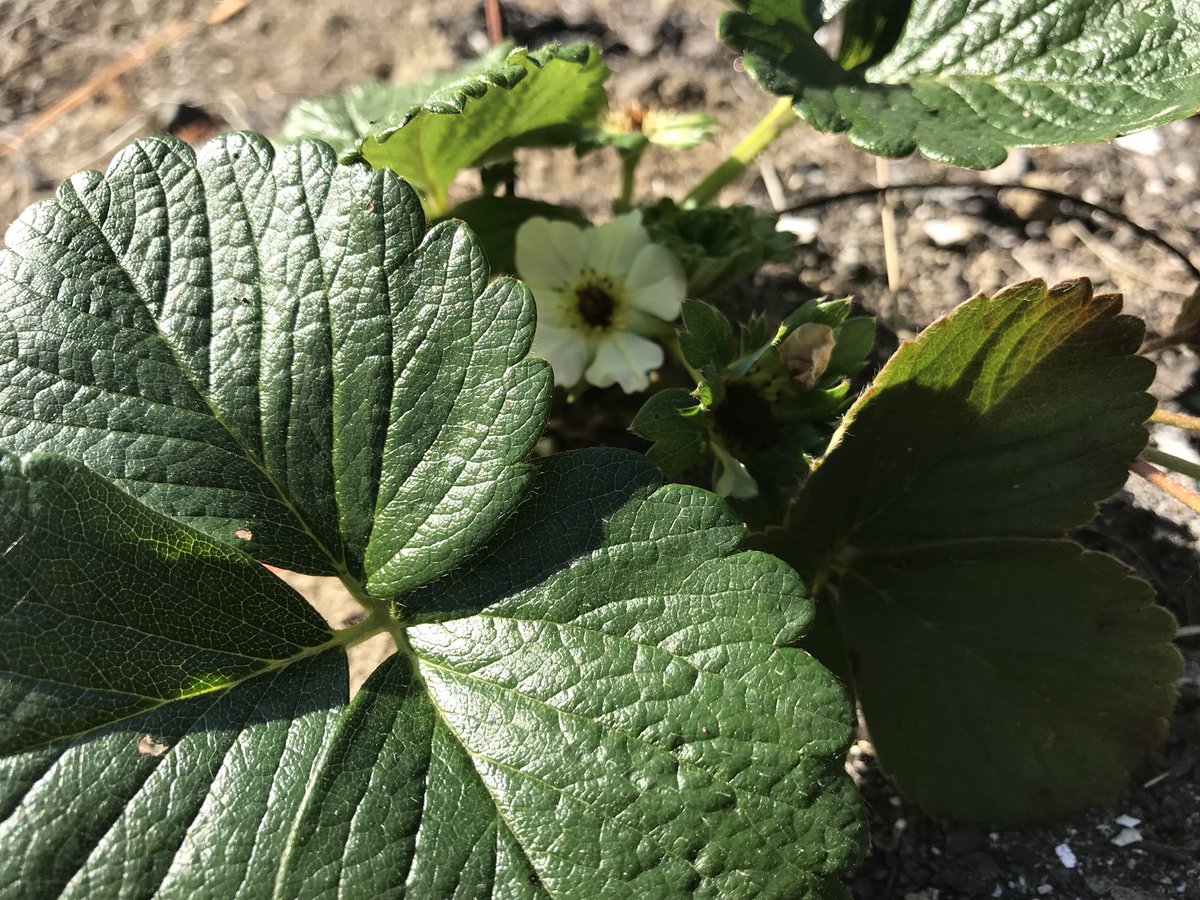 ChadwicksSpirit's tweet photo. The first #strawberries are ready to be picked from the #DoomForest #strawberry patch! 🍓 #ChadwicksMapleCraftSpirits 😋🥃 https://t.co/l6kWNvZkPe