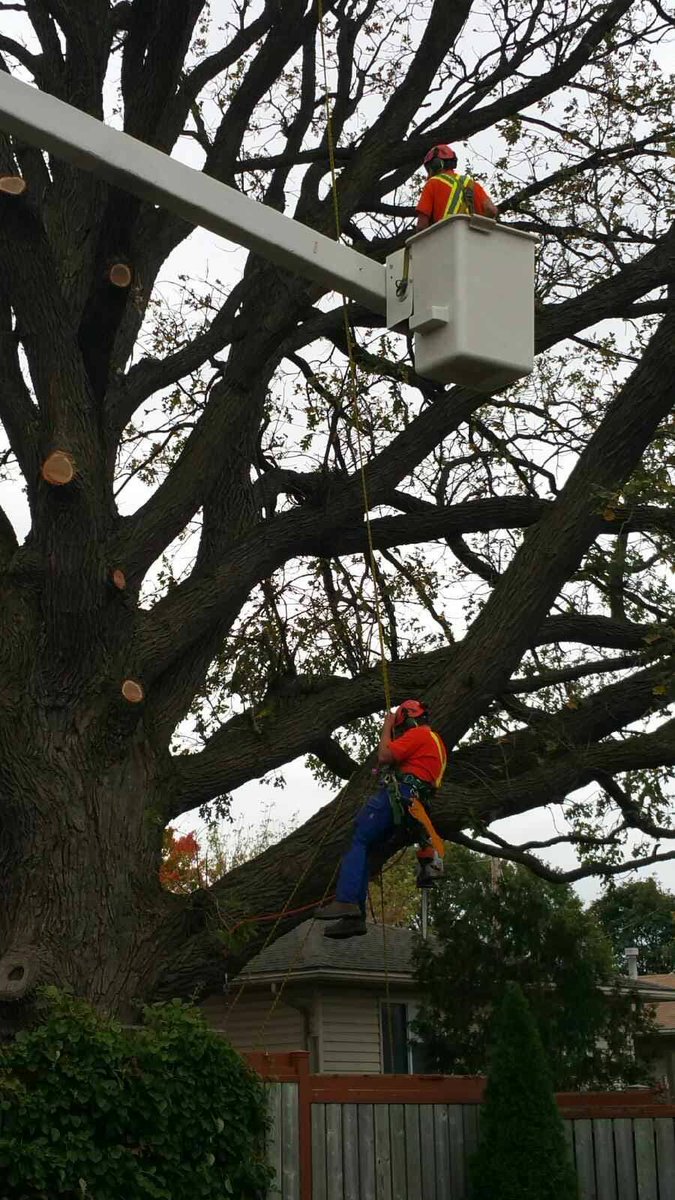 CLCTREESERVICES's tweet photo. Afraid of heights? Not our crew!
#arblife #arborists #treesurgeons #partmonkey https://t.co/32AkW9poK3