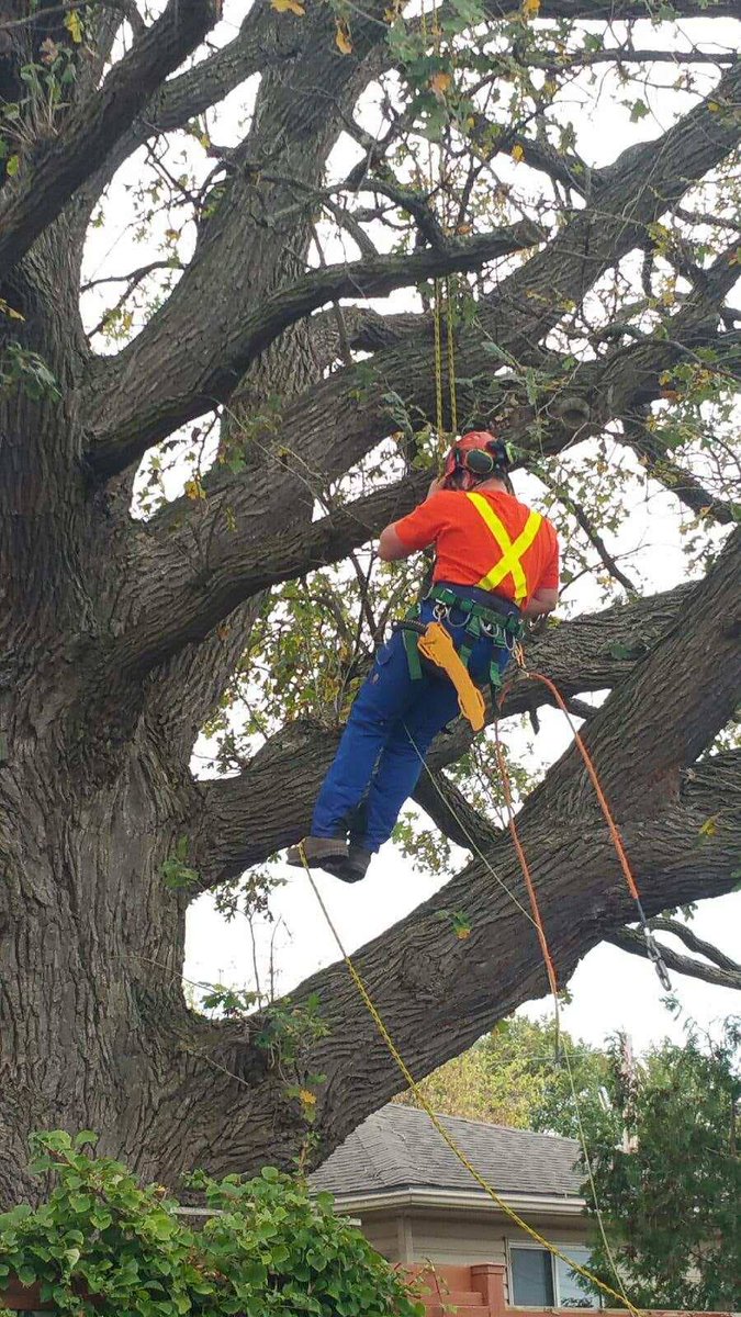 CLCTREESERVICES's tweet photo. Afraid of heights? Not our crew!
#arblife #arborists #treesurgeons #partmonkey https://t.co/32AkW9poK3