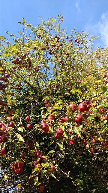 GleaningLDN's tweet photo. It was raining apples today at our #urbanharvest in #Hackney! Join us tomorrow in #Haringey for another harvest https://t.co/trjtCKh1rY https://t.co/MWuFwsnIEa