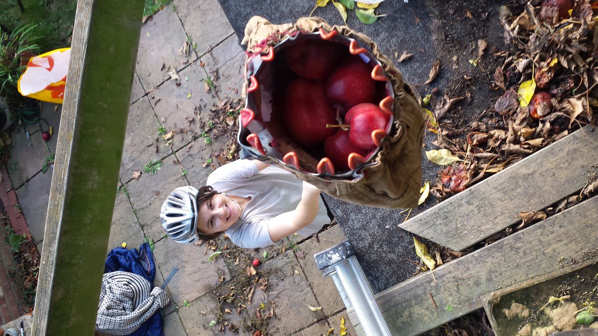 GleaningLDN's tweet photo. It was raining apples today at our #urbanharvest in #Hackney! Join us tomorrow in #Haringey for another harvest https://t.co/trjtCKh1rY https://t.co/MWuFwsnIEa