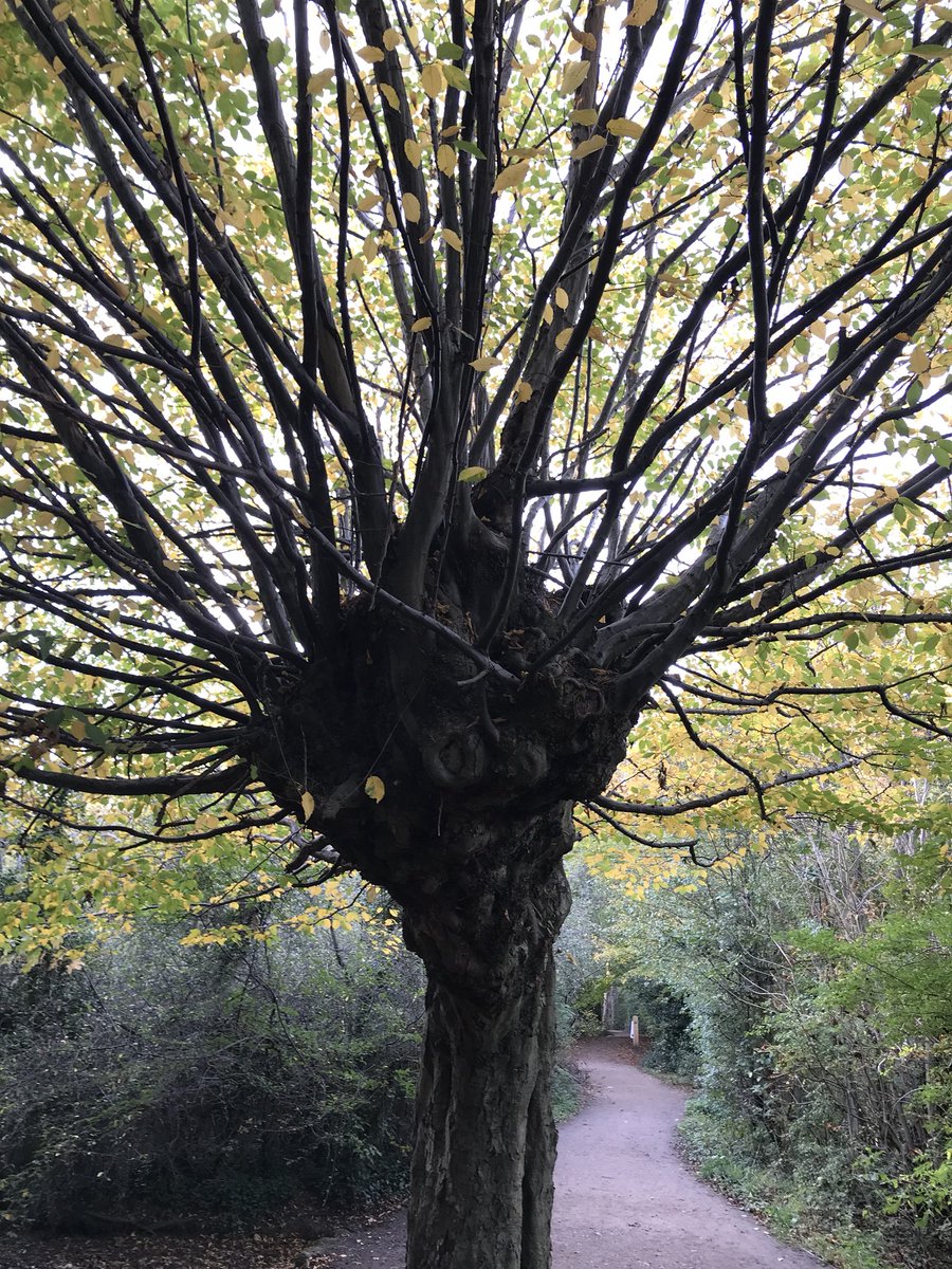 Rudestar069's tweet photo. Afternoon stroll @Forty_Hall with the family. #fortyhall #woods #walk #relaxing #autumn #leaves #sunshine https://t.co/Shgzgd1LOX