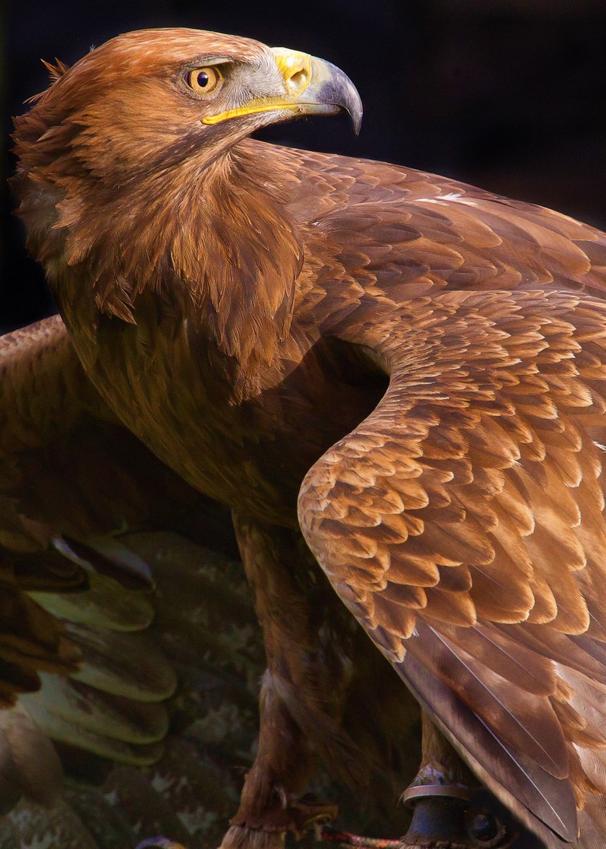 Yarak Birds of Prey tweet media