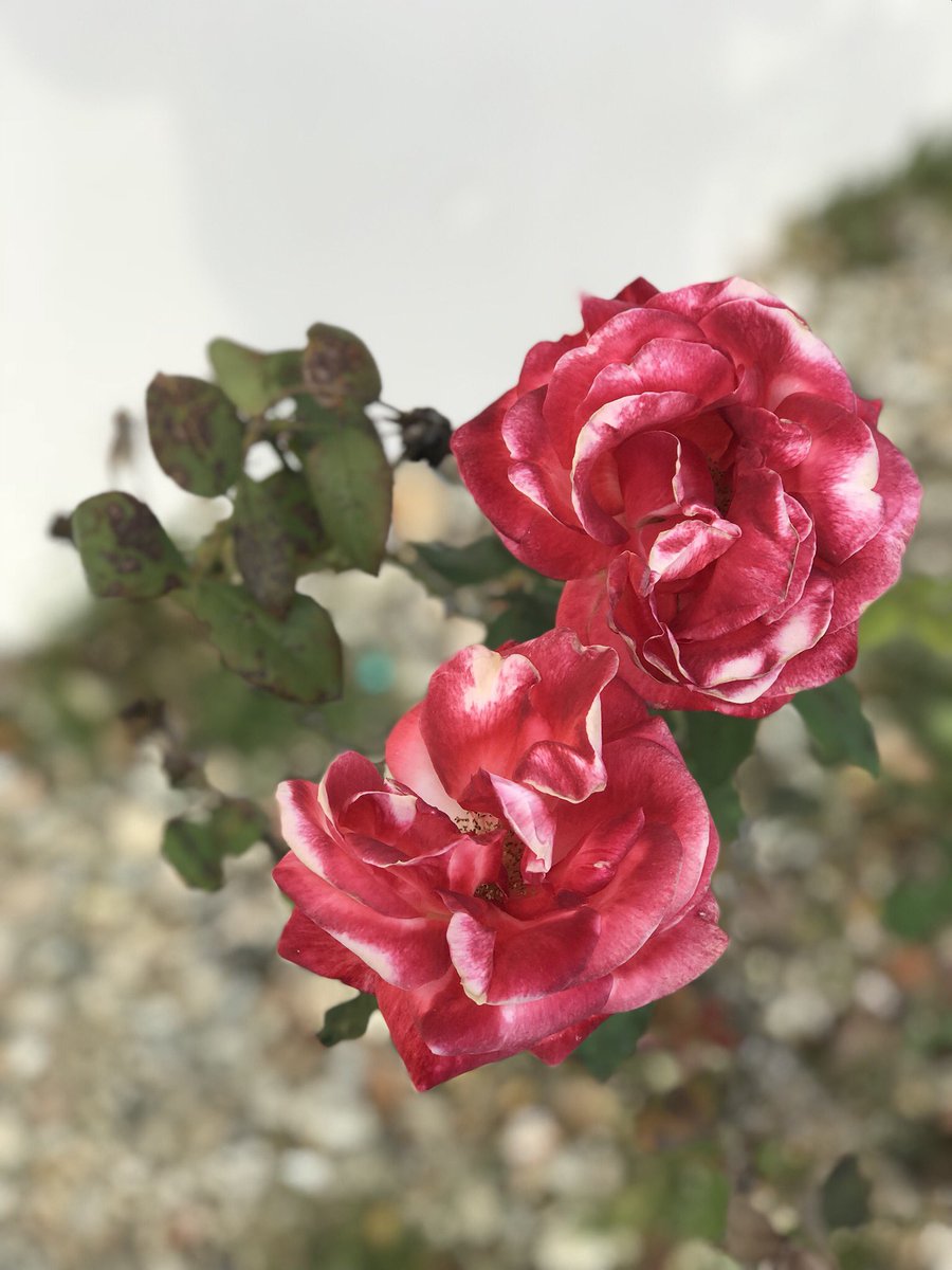 자기전에 롹디이이이~><
#아스트로 #라키 #고생했어요 #로하들