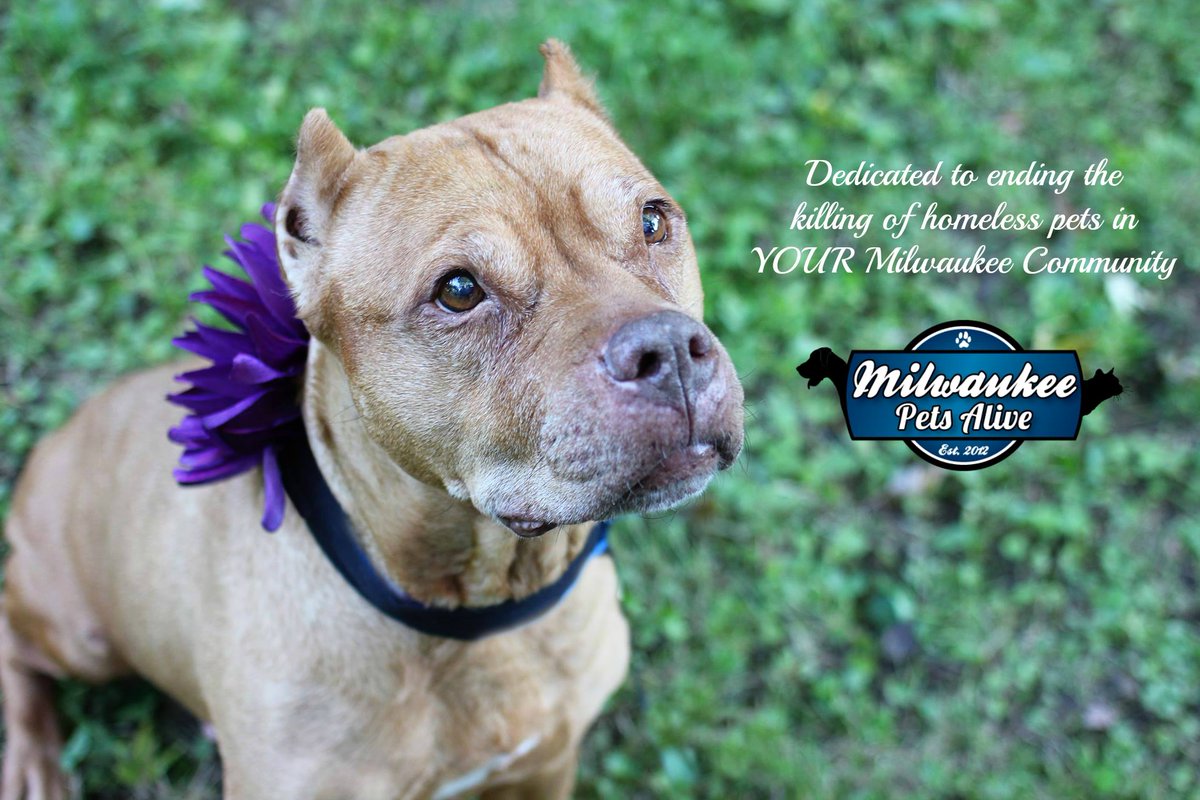 WIWNTV_68's tweet photo. #CommunitySpotlightDay #MilwaukeePetsAlive a #NonProfit that works with @MADACC to end killing of homeless pets in #MKE #WIWNTV thanks you! https://t.co/FxFYxlyaft