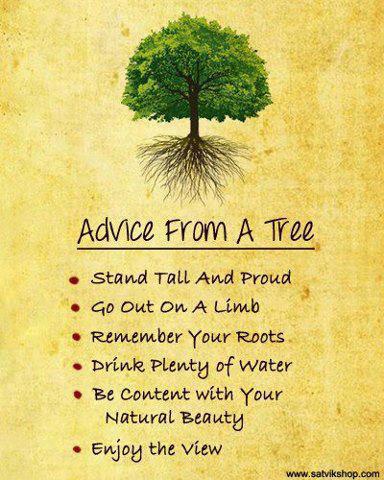 DDSStockton's tweet photo. Advice from a tree!  #wednesdaywisdom https://t.co/iegx0ZYGnc