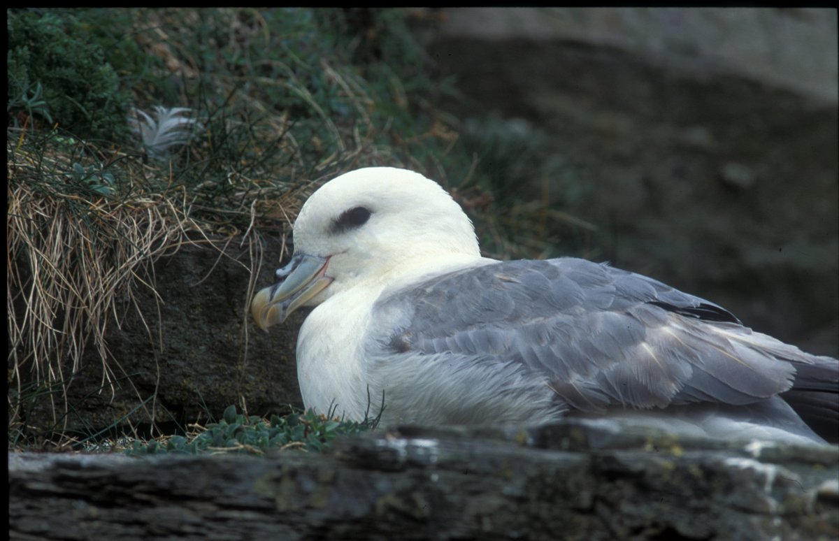 JNCC_UK's tweet photo. An excellent knowledge of marine bird ecology? Then we have a job for you-Marine Ornithologist, closing date 16 Nov https://t.co/6b2kGdRWjf https://t.co/FoBxDgIDT7