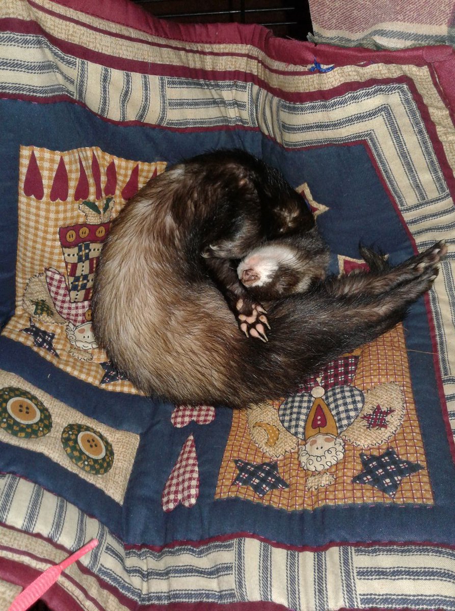 MarshallPet's tweet photo. Lets "paws" and show us your high fives for #FlexiFerret Wednesday. #ferrets https://t.co/Suj7IMNQBx