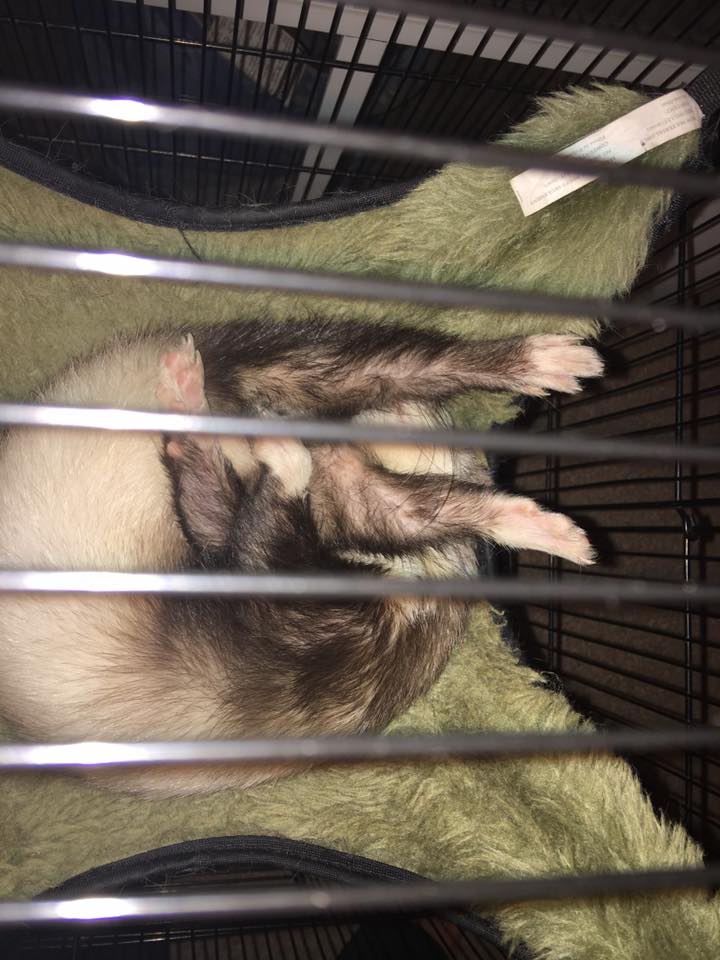 MarshallPet's tweet photo. Lets "paws" and show us your high fives for #FlexiFerret Wednesday. #ferrets https://t.co/Suj7IMNQBx