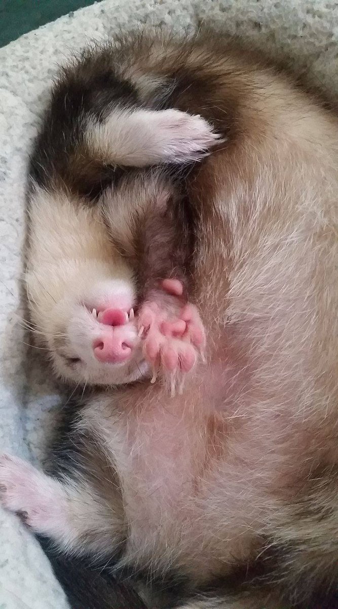 MarshallPet's tweet photo. Lets "paws" and show us your high fives for #FlexiFerret Wednesday. #ferrets https://t.co/Suj7IMNQBx