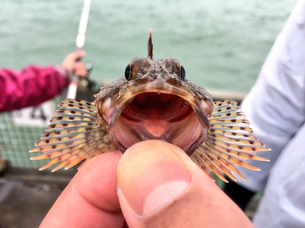 地獄 Pa Twitter カサゴも釣れたが稚魚だったのでリリースした