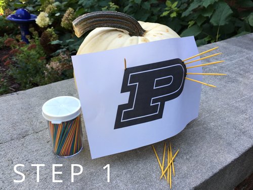 PurdueFed's tweet photo. DIY Purdue Pumpkin! Plus, 4 other things you need to do this fall in Indiana. https://t.co/RnwwGnXHwp #fall #pumpkin #diypumpkin #purdue https://t.co/lO5Z0zjI3a
