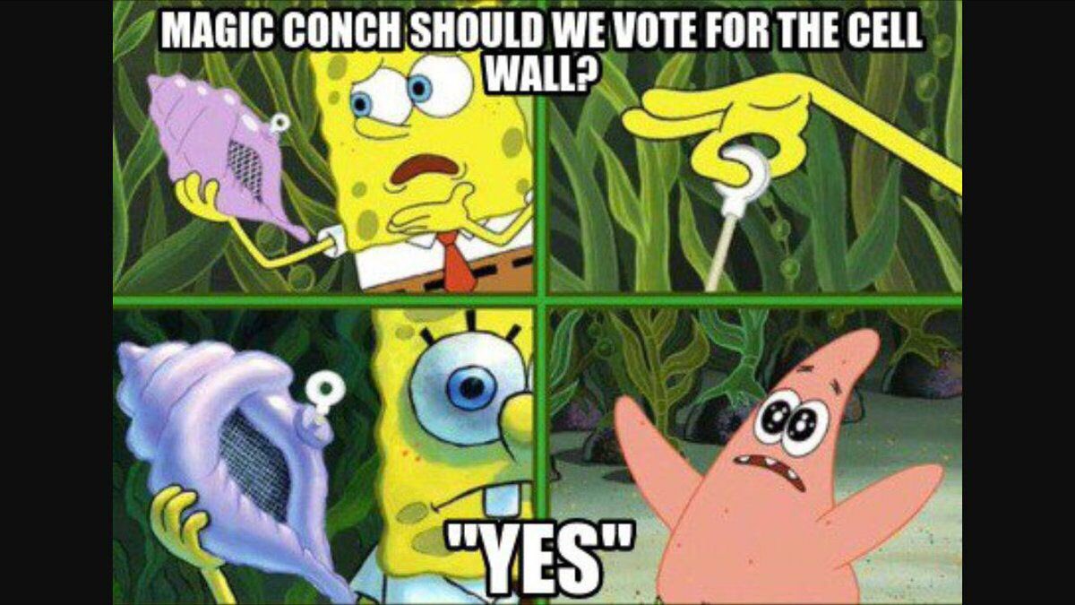 CellWall1665's tweet photo. #organellewars @ms_westfall #magicconchknows https://t.co/hl5ZHWWWIb