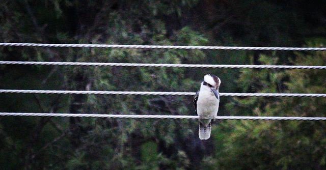Reposting <a href="/jenc_designs/">Jen Cooper</a>:
I wonder what he's thinking? 🐦😌🐦
#kookaburra #naturelover #bird #natureshots #birds #nature #aussie #wildlife