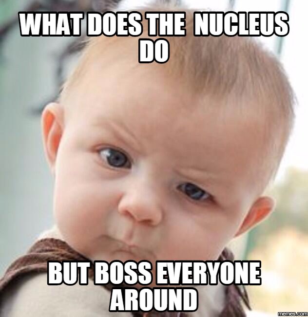 CellWall1665's tweet photo. @ms_westfall #organellewars https://t.co/YUbCSIMH5Y