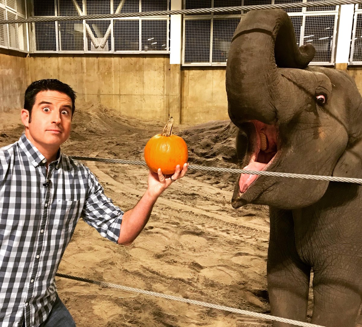 DrewCarney's tweet image. The annual Squishing of the Squash happens Fri. at the @OregonZoo 
“Baby” Lily seems ready after devouring this mini-pumpkin on @KGWSunrise