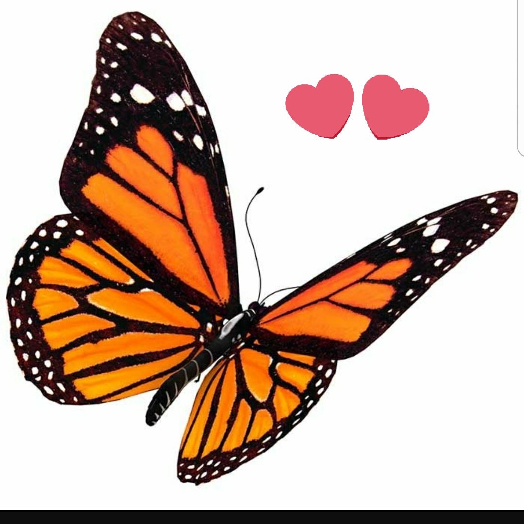 Бабочка Mariposa Butterfly