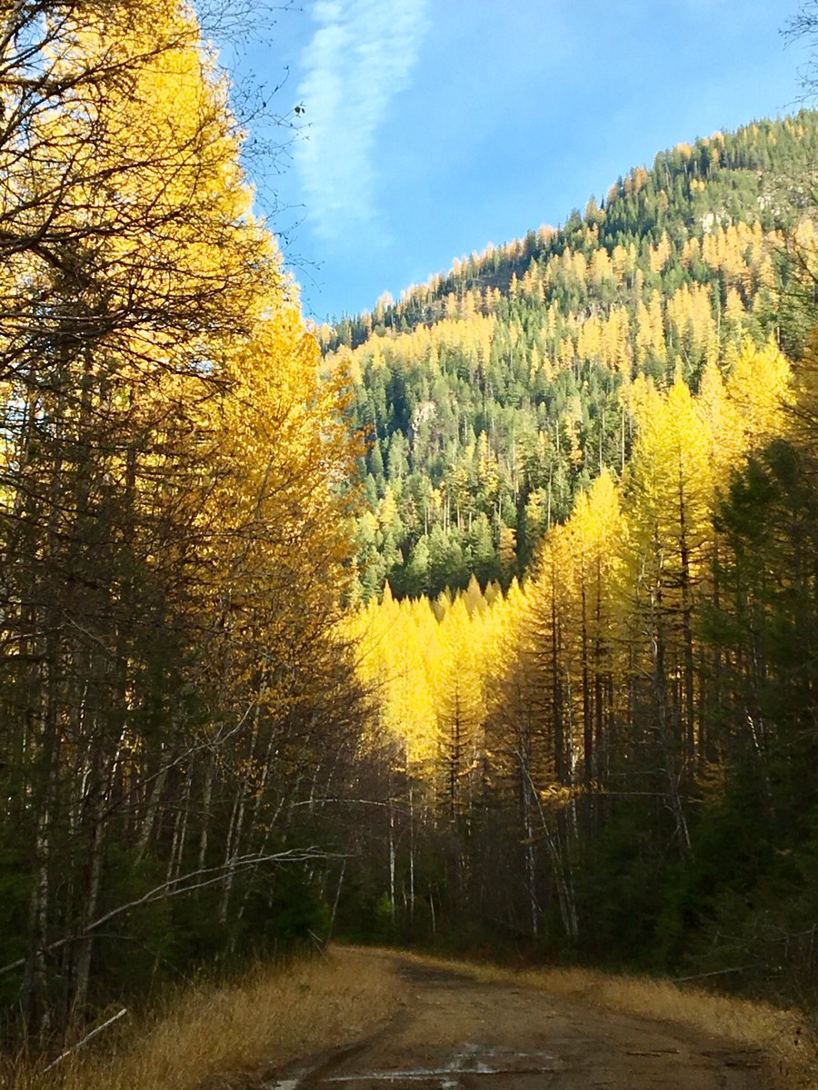 MackerGreg's tweet photo. Beautiful fall colors in Montana. https://t.co/BIBVrTaApO