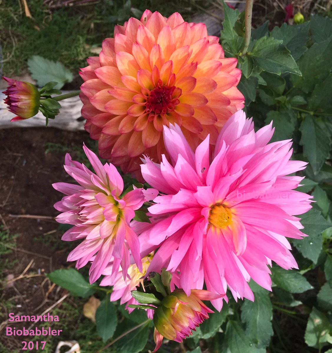 biobabbler's tweet photo. Dahlias dahlia-ing. ๐
#gardening #fall #dahlias #fallbloomers #flowers https://t.co/tASEIbQHsq