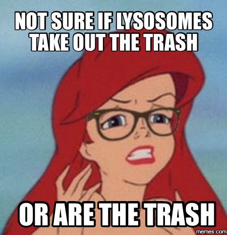 ribosomezone_'s tweet photo. @ms_westfall #organellewars https://t.co/2LA3bUxOoj