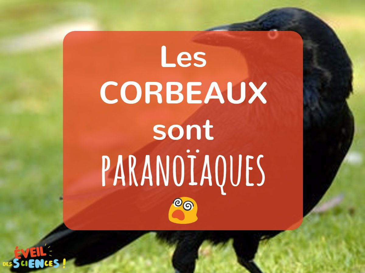 #EveilTonMercredi les #corbeaux peuvent #penser être espionnés et ils changent leurs actions en conséquence #paranoïa #oiseau