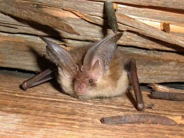 lothiansbats's tweet photo. Brown #long-eared #bats have amazing ears that they can curl down & tuck away! #lovebats #BatWeek #mammalweek #whisperingbat #underrecorded https://t.co/MU5TIihwND