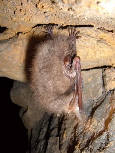 lothiansbats's tweet photo. Brown #long-eared #bats have amazing ears that they can curl down & tuck away! #lovebats #BatWeek #mammalweek #whisperingbat #underrecorded https://t.co/MU5TIihwND