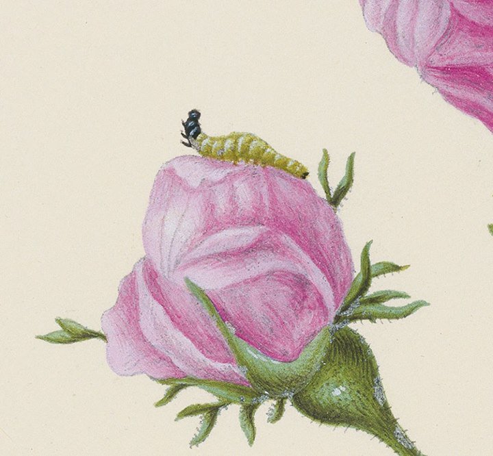 staedelmuseum's tweet photo. Wie war das noch mit der kleinen Raupe Nimmersatt? Maria Sibylla Merian hat's genau beobachtet: https://t.co/dHyoit4NOs #MSMerian https://t.co/Qp8545jDNS