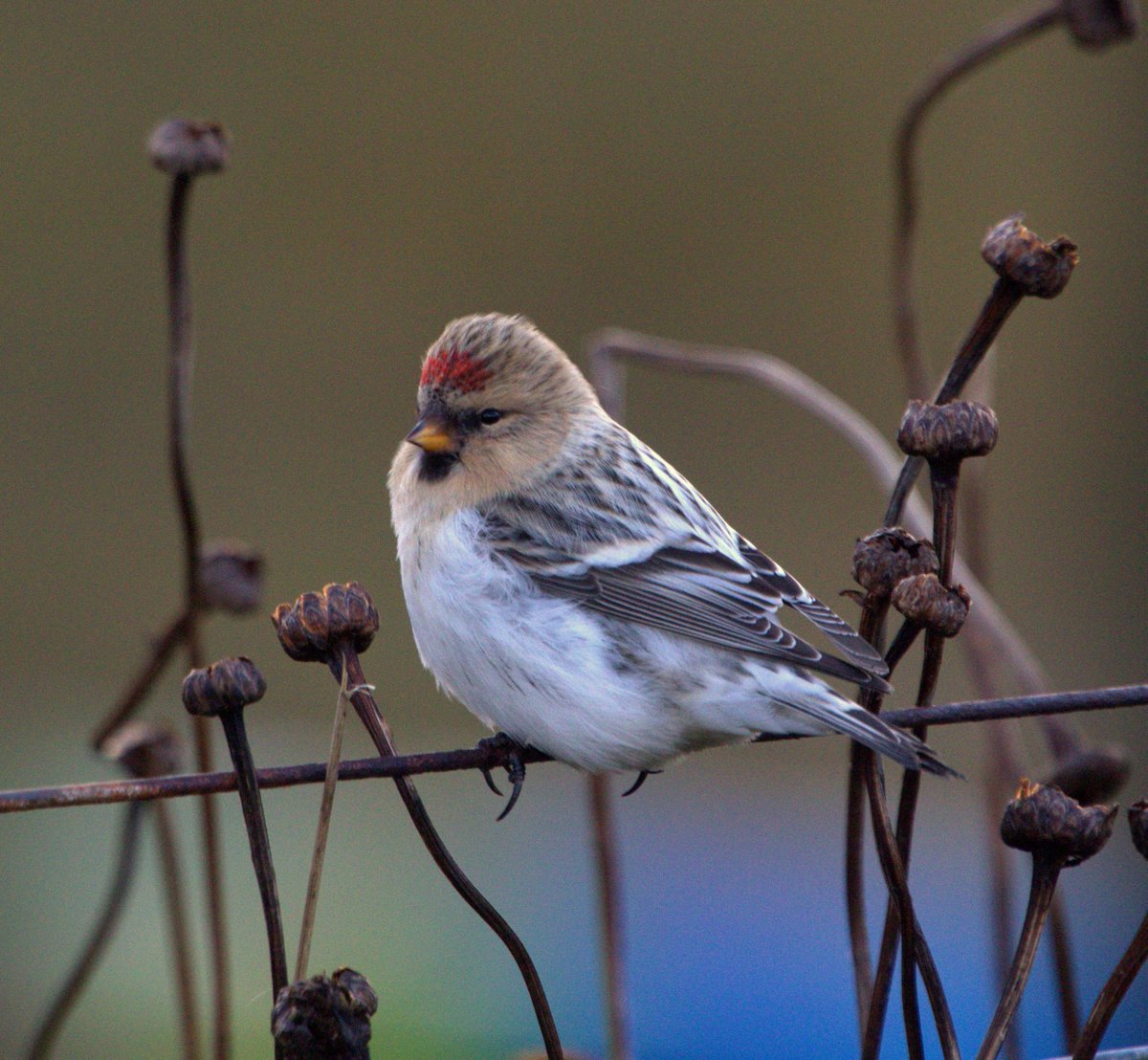 Mickyamuk's tweet photo. Hornemann's Arctic Redpoll, Baltasound, Unst, Shetland. https://t.co/CY7tOAmswb