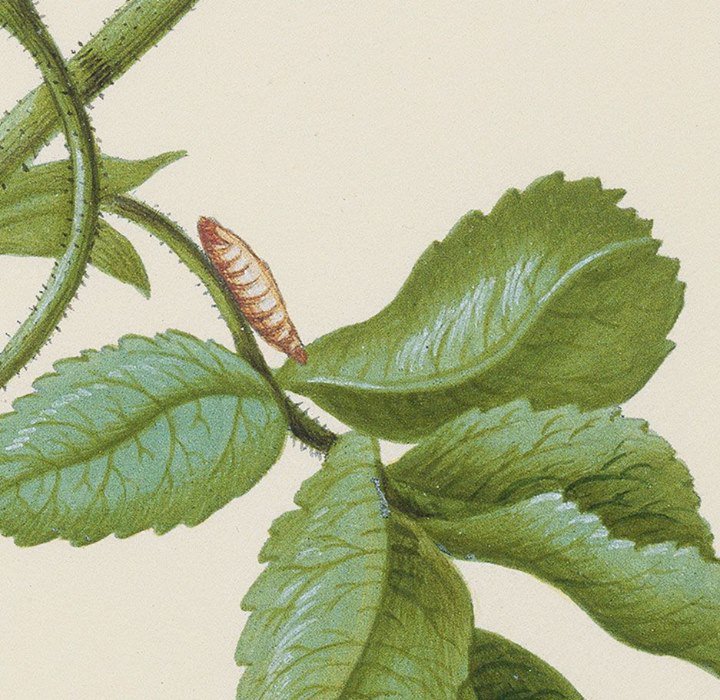 staedelmuseum's tweet photo. Wie war das noch mit der kleinen Raupe Nimmersatt? Maria Sibylla Merian hat's genau beobachtet: https://t.co/dHyoit4NOs #MSMerian https://t.co/Qp8545jDNS