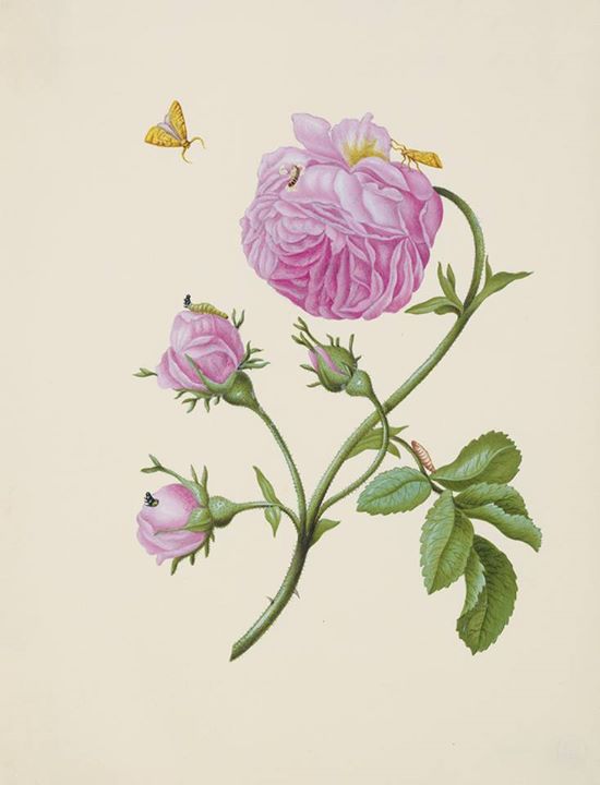 staedelmuseum's tweet photo. Wie war das noch mit der kleinen Raupe Nimmersatt? Maria Sibylla Merian hat's genau beobachtet: https://t.co/dHyoit4NOs #MSMerian https://t.co/Qp8545jDNS