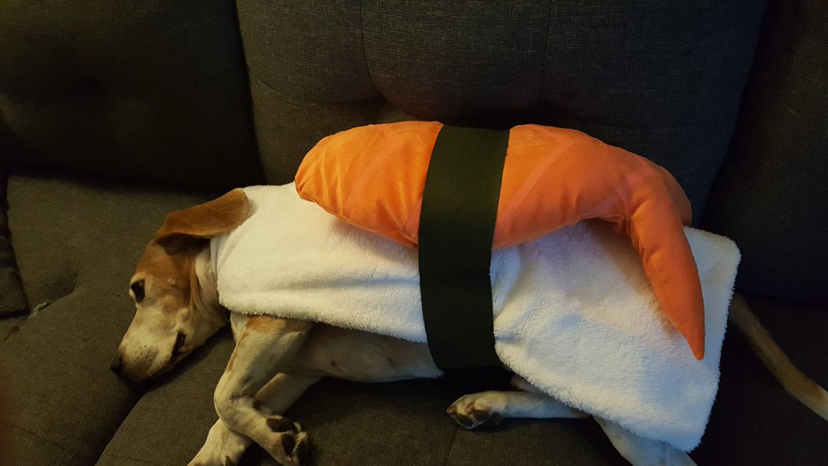 j_renee_wright's tweet photo. @jimmyfallon Stanley loves eating sushi, but isn't thrilled about dressing up like sushi. #DogHalloweenCostumes https://t.co/3cGGTdkb4d