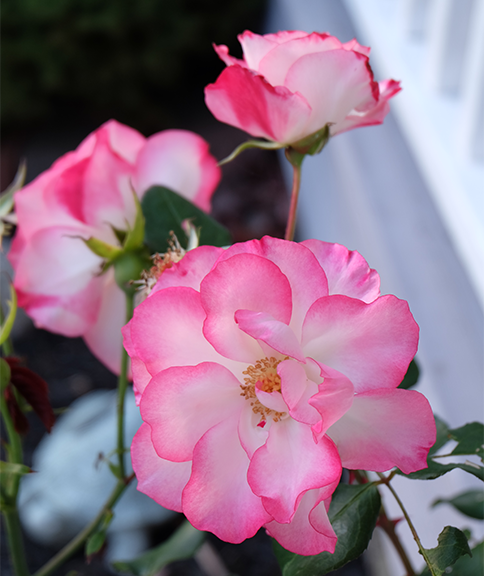 g_crows's tweet photo. @CindyDayCTV There is a rose blooming in my front yard! Hammonds Plains October 25! https://t.co/BN8yEK1bpj