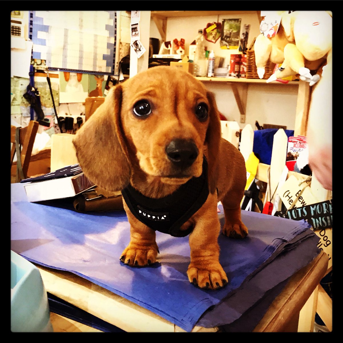 pugandpuffin's tweet photo. Arthur’s first harness 💙 #sausages https://t.co/A36YqrV80G