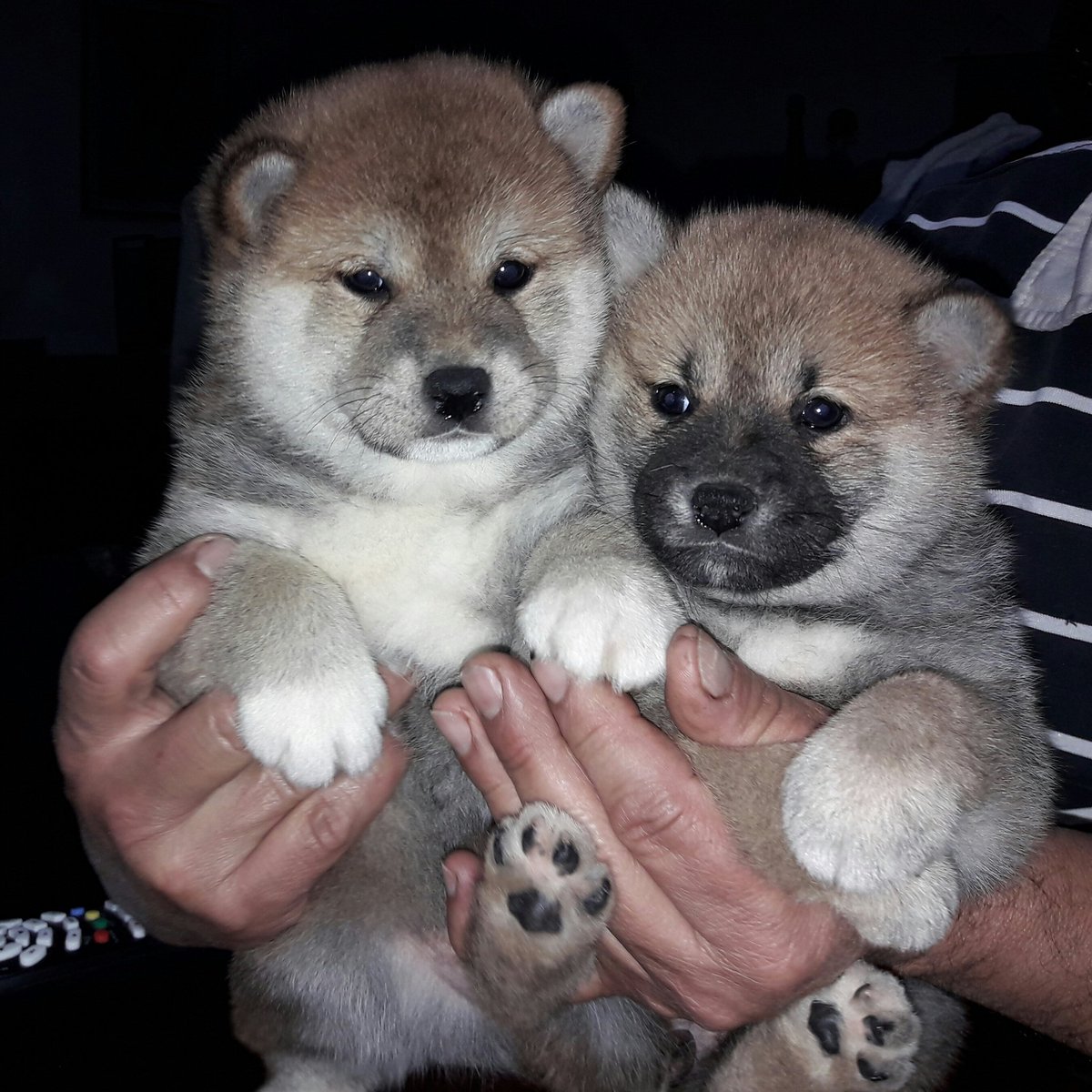 oftoshi's tweet image. Shiba Inu la raza superior. Cachorros disponibles