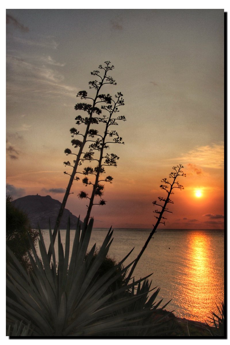asuaranda's tweet photo. The paradise 🌿
@Senderosalmeria @AlmeriaTrending @almerialovers @AlmeriaFoto @ILoveAlmeria @AlmeriaPostureo @Turismo_Almeria @playasencanto @cabodegata @parquenaturalCG @ParquesOficial @bisbal_p @playasencanto https://t.co/AsaABTp2iI