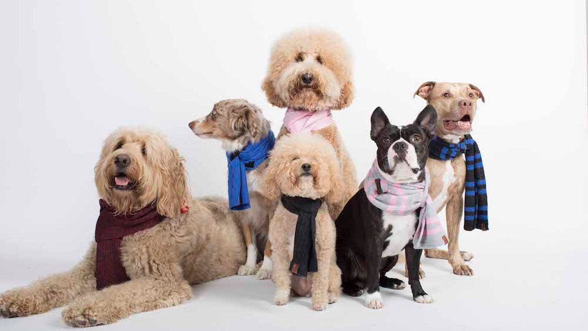 BundlePup's tweet image. We only have 15 more days in our campaign and we need your help! Please support &amp;amp; share here: buff.ly/2yI27SJ