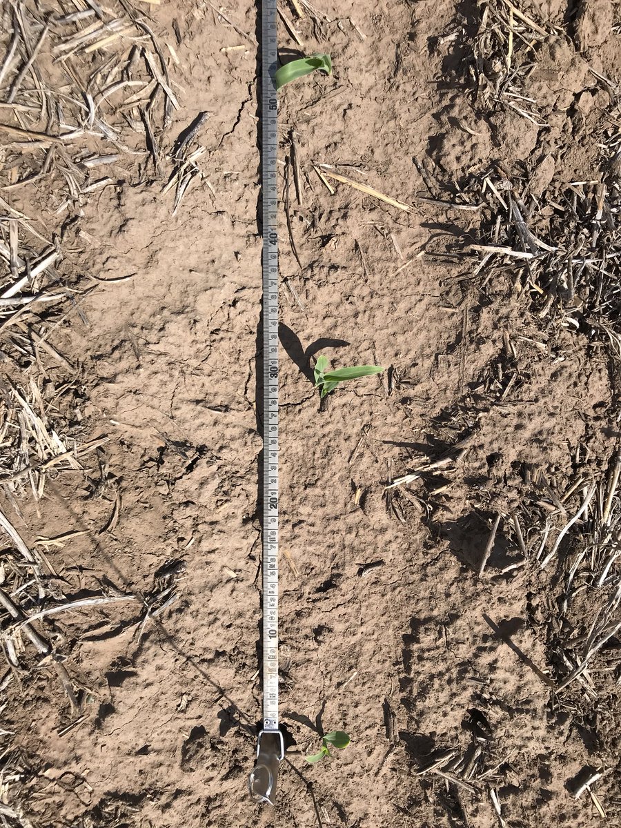 Cuánto rinde aportan las nuevas tecnologías?? Midiendo distribución temporal para 4 vel de siembra en distribuidor mecánico vs neumático 🌱🌽