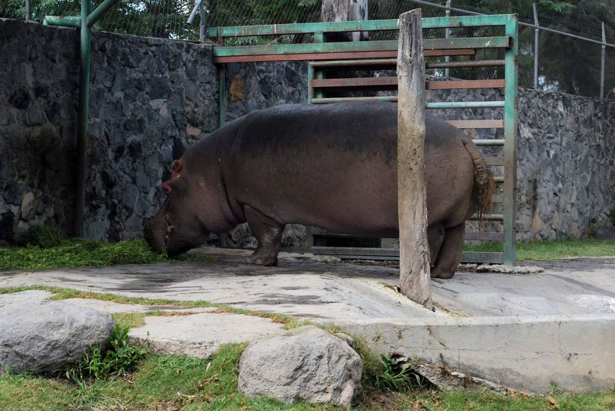 NezaParque's tweet photo. Ven y conoce a "Tamba" nuestro hipopótamo del Nilo 😃 https://t.co/povoBZ0omk