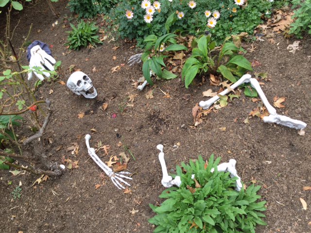 AgassizBaldwin's tweet photo. Meanwhile on Wendell St. #Halloween #halloweeeeen! #CambMA https://t.co/QQnAxsNmoZ
