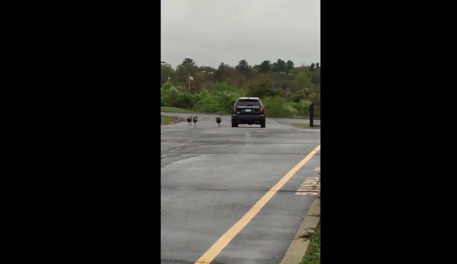 48hours's tweet photo. "Aggressive" turkeys becoming a problem in Massachusetts, police warn: https://t.co/t3bsuQ1hD8 https://t.co/UKuhHk4177