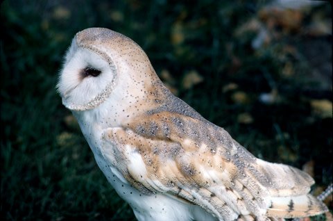 FishWildlifeON's tweet photo. #WildlifeWednesday: Fewer than five pairs of barn owls exist in Ontario. Habitat loss is a big reason. https://t.co/dFGOUbVu2i https://t.co/McxoEngAcO